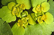Alternate leaved golden saxifrage {Chrysosplenium alternifolium} Latvia