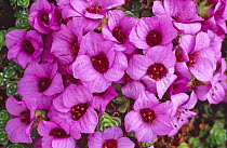 Purple saxifrage {Saxifraga oppositifolia} Scotland, UK grown from wild seed in pot