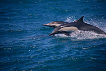 Long beaked common dolphins {Delphinus capensis} West Coast of Baja, Mexico, Pacific Ocean
