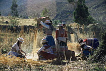 Women working on Quinoa harvest, Colca valley, Peru
