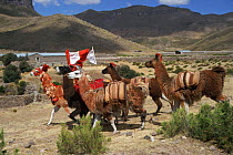 Llama race {Lama glama} Callalli, Colca valley, Peru