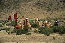 Domestic Llama race {Lama glama} Callalli, Colca valley, Peru
