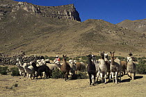 Llama {Lama glama} + Alpaca {Lama pacos} herd Callalli, Colca valley, Peru