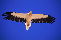 Egyptian vulture adult soaring {Neophron percnopterus} Sunub, Oman