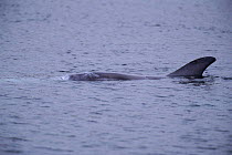 Risso's dolphin at surface {Grampus griseus}, Shetland Islands, Scotland, UK