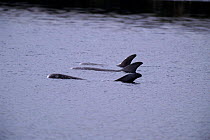 Risso's dolphins at surface {Grampus griseus}, Shetland Islands, UK