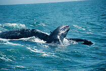 Killer whales {Orcinus orca} attack Grey whale calf {Eschrichtius robustus} Monterey bay, California. Gray whale mother tries to protect her calf by lifting it up.