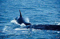 Killer whale {Orcinus orca} attacks Grey whale calf {Eschrichtius robustus} Monterey bay, California