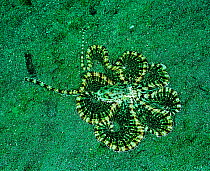 Mimic octopus - perhaps impersonating a Stingray or Flounder. Bali, Indonesia