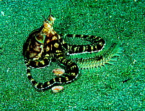 Fire-worm attempts to steal food from Mimic octopus positioned at entrance to its burrow, Bali. Note discarded shells of prey items.