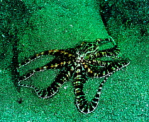 Mimic octopus hunting with legs extended to block escape routes. Bali, Indonesia