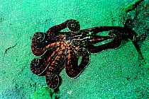 Mimic octopus hunting, legs spread to block escape routes. Bali, Indonesia