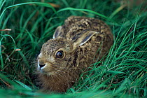 Young European hare in grass {Lepus europaeus} UK