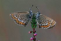 Silver studded blue butterflies {Plebejus argus} on heather, Belgium