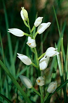 Long leaved helleborine {Cephalanthera longifolia} Provence, France