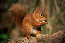 Red squirrel feeding on hazel nut {Sciurus vulgaris} Norfolk, UK