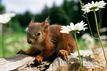 Red squirrel juvenile amongst flowers {Sciurus vulgaris} Sweden