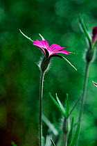 Corncockle {Agrostemma githago} UK - once a common farmland flower