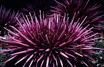 Purple sea urchin {Strongylocentrotus purpuratus} Channel Is, California, USA