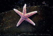 Juvenile Seastar on kelp, Glenen Is, Brittany, France