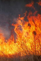 Flames from the controlled burn of native prairie, Wisconsin, USA