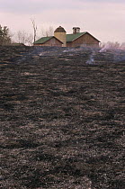Aftermath of controlled burn of native prairie, Wisconsin, USA