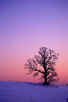 Oak tree at dawn in winter, Wisconsin, USA