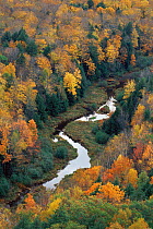 Aeriel view of river in Sugar maple forest {Acer saccharum} Michigan, USA