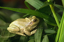 Green tree frog {Hyla cinerea} Wisconsin, USA