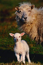 Crossbred ewe and lamb - domestic sheep {Ovis aries} Shetland Is, Scotland, UK