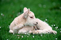 Shetland sheep lamb, Shetland Is, Scotland, UK