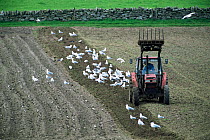 Seagulls following tractor ploughing field Shetland Is, Scotland, UK