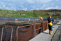 Feeding fish at salmon farm Shetland Is, Europe