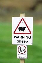 Sheep warning road sign, Dumfrieshire, Scotland, UK
