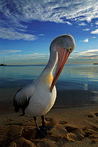 Australian pelican preening {Pelecanus conspicillatus} Shark Bay, W Australia