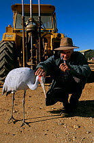 Pet Brolga crane {Grus rubicunda} with owner and tractor. South Australia