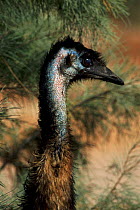Emu head showing ear socket {Dromaius novaehollandiae} Cape Range NP, Western Australia