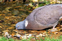 Wood pigeon drinking {Columba palumbus} Norfolk, UK