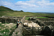 Sheep ready for shearing {Ovis aries} Isle of Skye, Inner Hebrides, Scotland