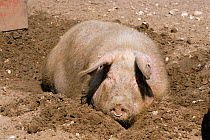 Free range Domestic pig wallowing in mud {Sus scrofa domestica} Breckland, Norfolk