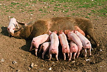 Domestic piglets suckling {Sus scrofa domestica} Breckland, Norfolk. Free range