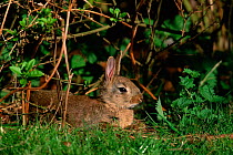 Young European rabbit resting {Oryctolagus cuniculus} Breckland, Norfolk, UK