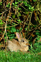 Young European rabbit {Oryctolagus cuniculus} Breckland, Norfolk