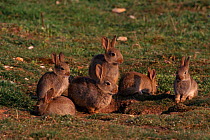 Young European rabbits at burrow entrance {Oryctolagus cuniculus} Breckland, Norfolk