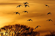 Pink footed geese {Anser brachyrhynchus} landing at dawn Norfolk, UK