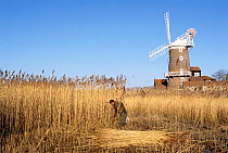 Cutting reeds for thatch, Cley, Norfolk, UK