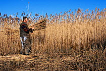 Cutting reeds, Cley, Norfolk, UK