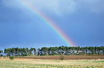 Rainbow over the Brecklands, Norfolk, UK