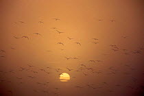Pink footed geese {Anser brachyrhynchus} flying at sunrise. UK