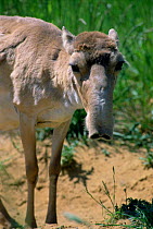Saiga antelope female {Saiga tatarica} captive
